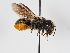  ( - ABOL-BioBlitz 2019 W_0009_S)  @14 [ ] CC NCBYSA (2020) Schoder Sabine Naturhistorisches Museum Wien