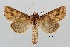  (Luteohadena - ABOL-25-0840)  @11 [ ] Unspecified (default): All Rights Reserved (2025) Stefan Kirchweger Unspecified