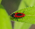  ( - ABOL-BioBlitz 2021 21-0067)  @11 [ ] CC-BY (2021) Lorin Timaeus private