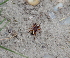  ( - ABOL-BioBlitz 2021 21-0074)  @11 [ ] CC-BY (2021) Lorin Timaeus private