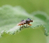  ( - ABOL-BioBlitz 2021 21-0089)  @11 [ ] CC-BY (2021) Lorin Timaeus private