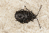  ( - ABOL-BioBlitz22-0430)  @11 [ ] CC-BY-SA (2023) Unspecified private