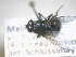  ( - ABOL-25-0420)  @11 [ ] Unspecified (default): All Rights Reserved (2025) Gerhard Schlüsslmayr Unspecified