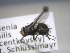  ( - ABOL-25-0685)  @11 [ ] Unspecified (default): All Rights Reserved (2025) Gerhard Schlüsslmayr Unspecified