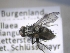  ( - ABOL-25-0709)  @11 [ ] Unspecified (default): All Rights Reserved (2025) Gerhard Schlüsslmayr Unspecified