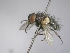  (Carcelia falenaria - ABOL-25-0718)  @11 [ ] Unspecified (default): All Rights Reserved (2025) Gerhard Schlüsslmayr Unspecified