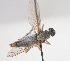  ( - ABOL-BioBlitz21-9008)  @11 [ ] CC BY-SA (2021) Timaeus, Lorin Unspecified