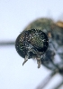  ( - ABOL-BioBlitz21-9008)  @11 [ ] CC BY-SA (2021) Timaeus, Lorin Unspecified