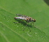  ( - ABOL-BioBlitz21-9008)  @11 [ ] CC BY-SA (2021) Timaeus, Lorin Unspecified