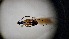  ( - ABDR24_209)  @11 [ ] Unspecified (default): All Rights Reserved (2025) Dominik Rabl Unspecified