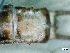  ( - ABOL-24-0344)  @11 [ ] Unspecified (default): All Rights Reserved (2024) Teufl Pia Unspecified