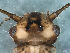  ( - ABOL-24-0344)  @11 [ ] Unspecified (default): All Rights Reserved (2024) Teufl Pia Unspecified