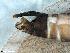  (Rhyacophila producta - ABOL-24-0379)  @11 [ ] Unspecified (default): All Rights Reserved (2024) Teufl Pia Unspecified