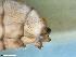  ( - ABOL-24-0384)  @11 [ ] Unspecified (default): All Rights Reserved (2024) Teufl Pia Unspecified