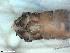  ( - ABOL-24-0388)  @11 [ ] Unspecified (default): All Rights Reserved (2024) Teufl Pia Unspecified