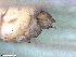  ( - ABOL-24-0409)  @11 [ ] Unspecified (default): All Rights Reserved (2024) Teufl Pia Unspecified