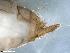  (Lasiocephala - ABOL-24-0413)  @11 [ ] Unspecified (default): All Rights Reserved (2024) Teufl Pia Unspecified