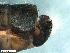  (Consorophylax styriacus - ABOL-24-0428)  @11 [ ] Unspecified (default): All Rights Reserved (2024) Teufl Pia Unspecified