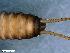  (Dictyogenus austriacum - ABOL-24-0429)  @11 [ ] Unspecified (default): All Rights Reserved (2024) Teufl Pia Unspecified