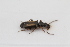  (Microlestes plagiatus - ABOL-24-0770)  @11 [ ] Unspecified (default): All Rights Reserved (2024) Elisabeth Glatzhofer Unspecified