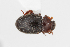  (Tetrabrachys connatus - ABOL-24-0797)  @11 [ ] Unspecified (default): All Rights Reserved (2024) Elisabeth Glatzhofer Unspecified