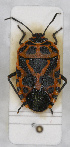  ( - ABOL-24-1142)  @11 [ ] Unspecified (default): All Rights Reserved (2024) Wolfgang Rabitsch Unspecified