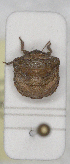  ( - ABOL-24-1147)  @11 [ ] Unspecified (default): All Rights Reserved (2024) Wolfgang Rabitsch Unspecified