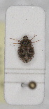  (Dictyla rotundata - ABOL-24-1150)  @11 [ ] Unspecified (default): All Rights Reserved (2024) Wolfgang Rabitsch Unspecified