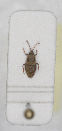  ( - ABOL-24-1160)  @11 [ ] Unspecified (default): All Rights Reserved (2024) Wolfgang Rabitsch Unspecified