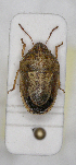  ( - ABOL-24-1162)  @11 [ ] Unspecified (default): All Rights Reserved (2024) Wolfgang Rabitsch Unspecified