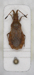  ( - ABOL-24-1165)  @11 [ ] Unspecified (default): All Rights Reserved (2024) Wolfgang Rabitsch Unspecified