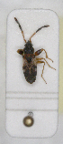  ( - ABOL-24-1184)  @11 [ ] Unspecified (default): All Rights Reserved (2024) Wolfgang Rabitsch Unspecified