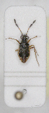  ( - ABOL-24-1186)  @11 [ ] Unspecified (default): All Rights Reserved (2024) Wolfgang Rabitsch Unspecified