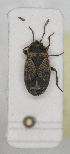  ( - ABOL-24-1191)  @11 [ ] Unspecified (default): All Rights Reserved (2024) Wolfgang Rabitsch Unspecified