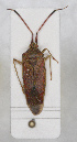  ( - ABOL-24-1196)  @11 [ ] Unspecified (default): All Rights Reserved (2024) Wolfgang Rabitsch Unspecified