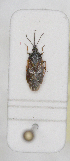  ( - ABOL-24-1198)  @11 [ ] Unspecified (default): All Rights Reserved (2024) Wolfgang Rabitsch Unspecified