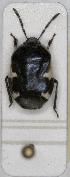  ( - ABOL-24-1205)  @11 [ ] Unspecified (default): All Rights Reserved (2024) Wolfgang Rabitsch Unspecified