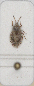  ( - ABOL-24-1216)  @11 [ ] Unspecified (default): All Rights Reserved (2024) Wolfgang Rabitsch Unspecified