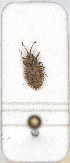  ( - ABOL-24-1218)  @11 [ ] Unspecified (default): All Rights Reserved (2024) Wolfgang Rabitsch Unspecified