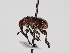  ( - ABOL-24-1269)  @11 [ ] Unspecified (default): All Rights Reserved (2024) Naturhistorisches Museum Wien Naturhistorisches Museum Wien