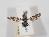  (Otites centralis - ABOL-24-1279)  @11 [ ] Unspecified (default): All Rights Reserved (2024) Naturhistorisches Museum Wien Naturhistorisches Museum Wien