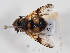  ( - ABOL-24-1301)  @11 [ ] Unspecified (default): All Rights Reserved (2024) Naturhistorisches Museum Wien Naturhistorisches Museum Wien