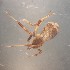  ( - ABOL-24-1329)  @11 [ ] Unspecified (default): All Rights Reserved (2025) Johannes Schall Unspecified