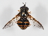  (Chrysotoxum lessonae - ABOL-24-1425)  @11 [ ] CC-BY (2024) Natural history museum Vienna Natural history museum Vienna