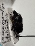  ( - ABOL-24-1838)  @11 [ ] Unspecified (default): All Rights Reserved (2024) Naturhistorisches Museum Wien Naturhistorisches Museum Wien