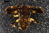  ( - ABOL-24-1889)  @11 [ ] CC-BY (2024) Naturhistorisches Museum Wien Unspecified