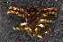  ( - ABOL-24-1889)  @11 [ ] CC-BY (2024) Naturhistorisches Museum Wien Unspecified