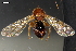  ( - ABOL-24-2106)  @11 [ ] Unspecified (default): All Rights Reserved (2024) Natural history museum Vienna Unspecified