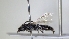 ( - ABOL-25-0002)  @11 [ ] Unspecified (default): All Rights Reserved (2025) Naturhistorisches Museum Wien Unspecified