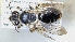  ( - ABOL-25-0006)  @11 [ ] Unspecified (default): All Rights Reserved (2025) Naturhistorisches Museum Wien Unspecified